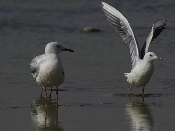 Kaitanokkalokki, Slender-billed Gull, Larus genei